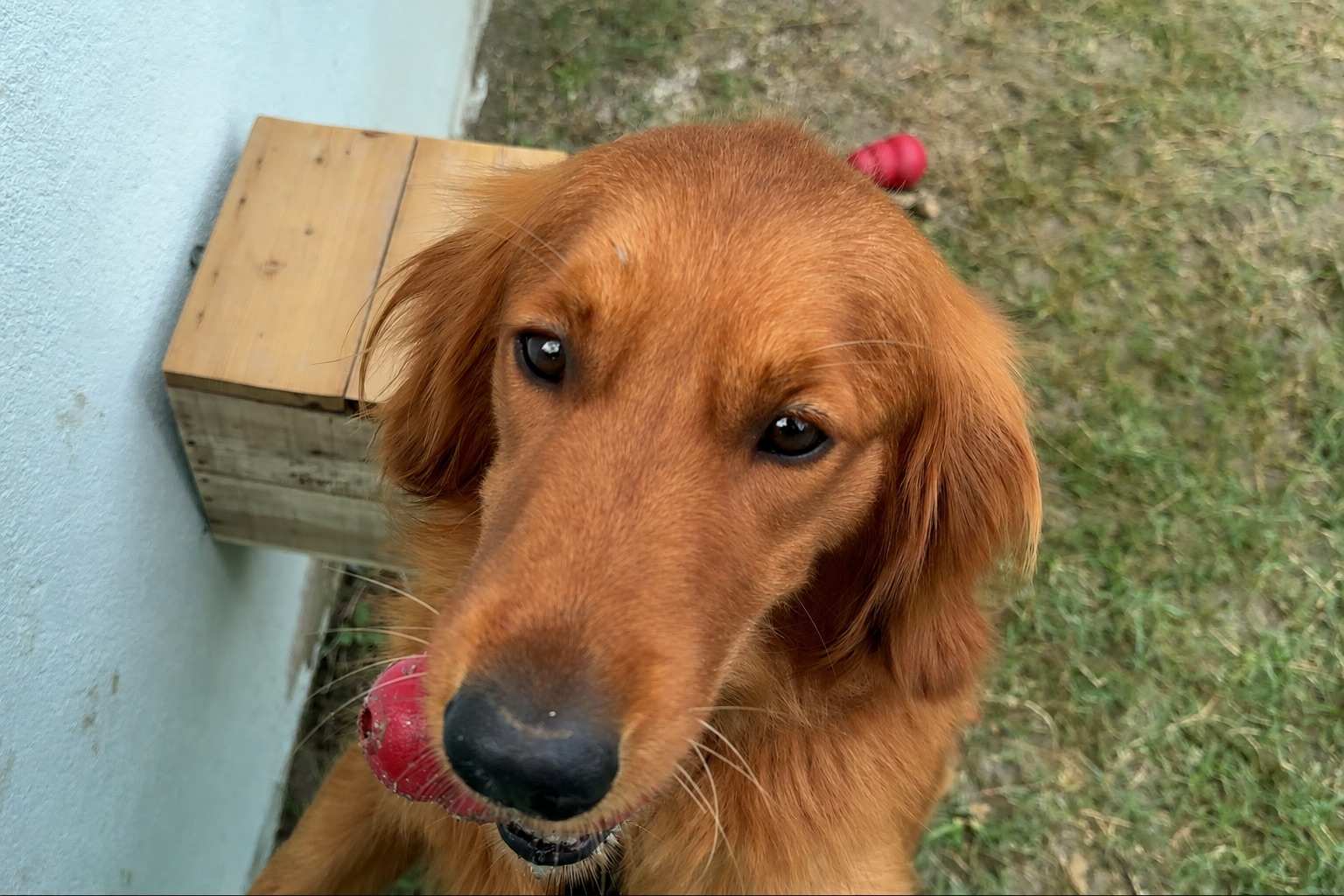 Max, a golden retriever, at Supreme Pet Home in Kapan